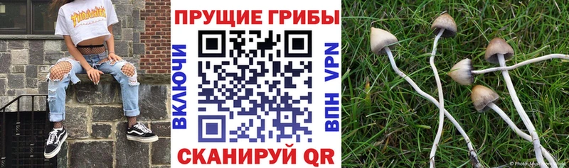 Псилоцибиновые грибы Cubensis  Камень-на-Оби 